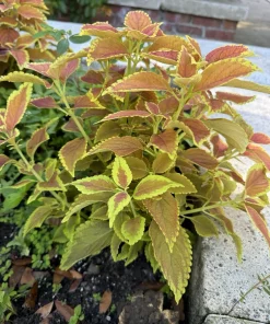 Coleus Live Plant Variety - Choose Your Favorite, Vibrant Foliage Houseplant - Image 10