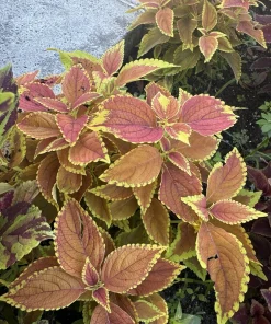 Coleus Live Plant Variety - Choose Your Favorite, Vibrant Foliage Houseplant - Image 11
