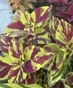 Coleus Live Plant Variety - Choose Your Favorite, Vibrant Foliage Houseplant - Image 12