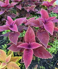 Coleus Live Plant Variety - Choose Your Favorite, Vibrant Foliage Houseplant - Image 14