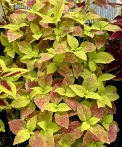 Coleus Live Plant Variety - Choose Your Favorite, Vibrant Foliage Houseplant - Image 2