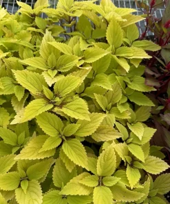 Coleus Live Plant Variety - Choose Your Favorite, Vibrant Foliage Houseplant - Image 3
