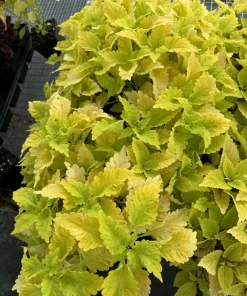 Coleus Live Plant Variety - Choose Your Favorite, Vibrant Foliage Houseplant - Image 4
