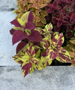 Coleus Live Plant Variety - Choose Your Favorite, Vibrant Foliage Houseplant - Image 5