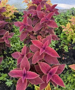 Coleus Live Plant Variety - Choose Your Favorite, Vibrant Foliage Houseplant - Image 7