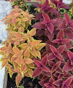 Coleus Live Plant Variety - Choose Your Favorite, Vibrant Foliage Houseplant - Image 8