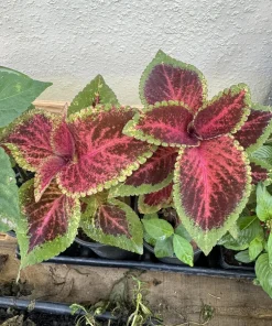 Coleus Live Plant - Vibrant Foliage, Easy Care, Indoor & Outdoor - Image 2