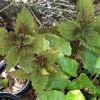 Coleus Live Plant - Vibrant Foliage Houseplant - Image 1