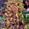 Coleus Live Plant - Vibrant Foliage Houseplant - Image 1