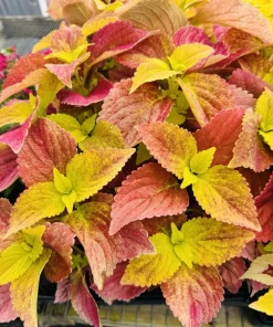 Coleus Live Plant - Vibrant Foliage Houseplant for Indoor & Outdoor - Image 11