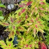 Coleus Live Plant - Vibrant Foliage Houseplant for Indoor & Outdoor - Image 1