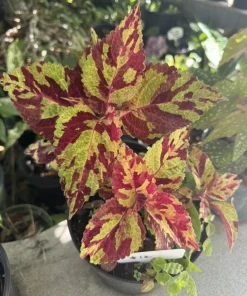 Coleus Live Plant - Vibrant Foliage Houseplant for Indoor Display - Image 1