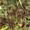 Coleus Live Plant - Vibrant Foliage Houseplant for Indoor & Outdoor - Image 1