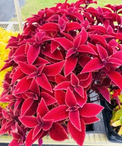Coleus Live Plant - Vibrant Foliage Houseplant for Indoor & Outdoor - Image 9