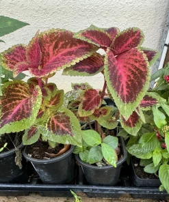 Coleus Live Plant – Vibrant Foliage Houseplant – Indoor & Outdoor Color - Image 2