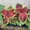 Coleus Live Plant – Vibrant Foliage Houseplant – Indoor & Outdoor Color - Image 1