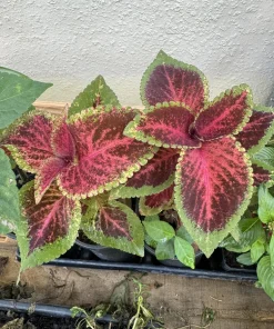 Coleus Live Plant – Vibrant Foliage Houseplant – Indoor & Outdoor Color - Image 1