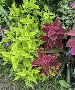 Coleus Live Plant – Vibrant Foliage – Indoor & Outdoor Color - Image 3