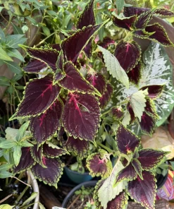 Coleus Live Plant – Vibrant Foliage – Indoor & Outdoor Color - Image 7
