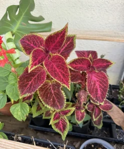 Coleus Live Plant – Vibrant Foliage – Indoor & Outdoor Color - Image 8