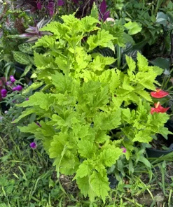 Coleus Live Plant – Vibrant Foliage – Indoor & Outdoor Color - Image 9