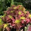 Coleus Live Plant – Vibrant Foliage – Indoor & Outdoor Ready - Image 1
