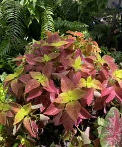Coleus Live Plant – Vibrant Foliage – Indoor & Outdoor Ready - Image 1
