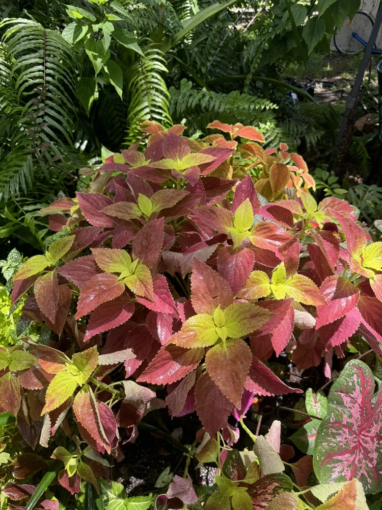 Coleus Live Plant – Vibrant Foliage – Indoor & Outdoor Ready - Image 1
