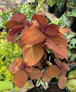 Coleus Live Plant – Vibrant Foliage – Indoor/Outdoor Decor - Image 1