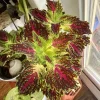 Coleus Live Plant – Vibrant Potted Houseplant for Indoor & Outdoor - Image 1