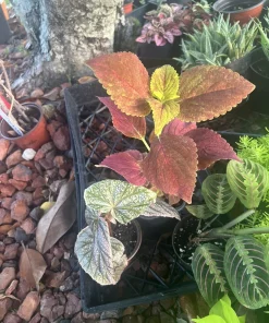 Coleus Live Plant with Pot - Choose Color for Indoor & Outdoor Gardens - Image 10