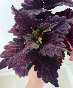 Coleus Live Plant with Pot - Choose Color for Indoor & Outdoor Gardens - Image 11