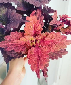 Coleus Live Plant with Pot - Choose Color for Indoor & Outdoor Gardens - Image 12