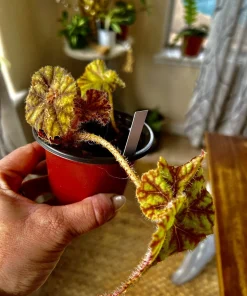 Coleus Live Plant with Pot - Choose Color for Indoor & Outdoor Gardens - Image 2