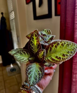Coleus Live Plant with Pot - Choose Color for Indoor & Outdoor Gardens - Image 3