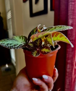 Coleus Live Plant with Pot - Choose Color for Indoor & Outdoor Gardens - Image 4