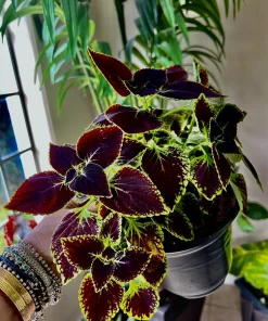 Coleus Live Plant with Pot - Choose Color for Indoor & Outdoor Gardens - Image 6