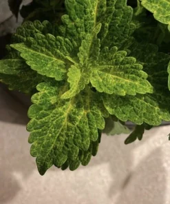Coleus Live Plant with Pot - Choose Color for Indoor & Outdoor Gardens - Image 7