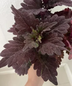 Coleus Live Plant with Pot - Choose Color for Indoor & Outdoor Gardens - Image 8