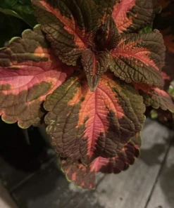 Coleus Live Plant with Pot - Choose Color for Indoor & Outdoor Gardens - Image 9