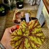 Coleus Live Plant with Pot - Choose Color for Indoor & Outdoor Gardens - Image 1