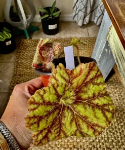Coleus Live Plant with Pot - Choose Color for Indoor & Outdoor Gardens - Image 1