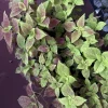 Coleus Live Plants – Mixed Colors – Indoor Houseplant – Nursery Pot - Image 1