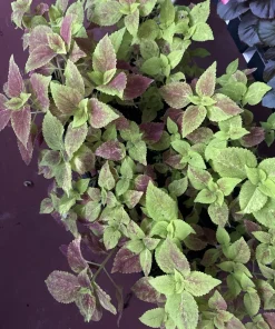 Coleus Live Plants – Mixed Colors – Indoor Houseplant – Nursery Pot - Image 1