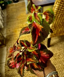 Coleus Ruby Live Plant with Pot Included - Colorful Foliage Houseplant Indoor - Image 2