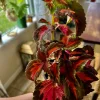 Coleus Ruby Live Plant with Pot Included - Colorful Foliage Houseplant Indoor - Image 1