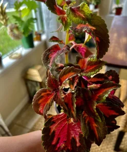 Coleus Ruby Live Plant with Pot Included - Colorful Foliage Houseplant Indoor - Image 1