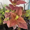 Coleus Sedonia Live Plant – Vibrant Foliage, 12 in Tall, Indoor/Outdoor - Image 1