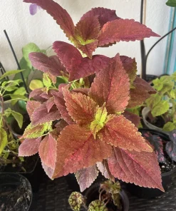 Coleus Sedonia Live Plant – Vibrant Foliage, 12 in Tall, Indoor/Outdoor - Image 1