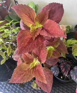 Coleus Sedonia Live Plant – Vibrant Foliage, 12 in Tall, Indoor/Outdoor - Image 2